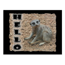 Meerkat Post Card