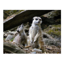 Meerkat Post Card