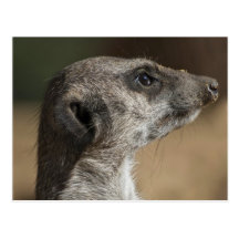 Meerkat Post Cards