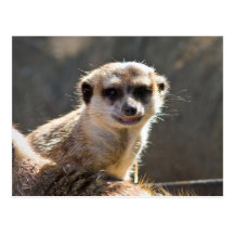 Meerkat Post Cards