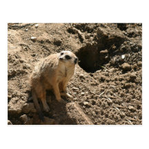 Meerkat Post Cards