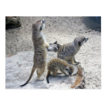 Meerkat Post Cards