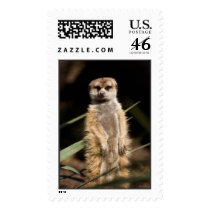Meerkat Postage Stamps