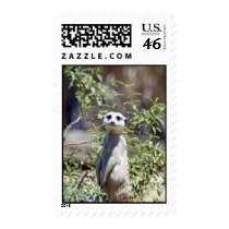 Meerkat Postage