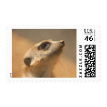 Meerkat stamps