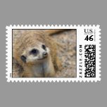 Meerkat Postage postage