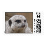 meerkat postage