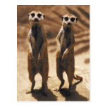 Meerkat postards postcard