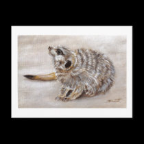 Meerkat postcard