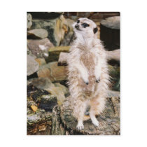 Meerkat Postcard by rukeman Meerkat Postcard