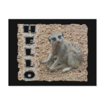Meerkat postcards