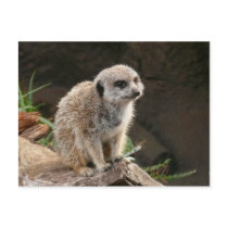 Meerkat postcards