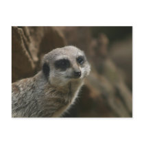 Meerkat Postcard by angeleyes_9136 Meerkat Postcard