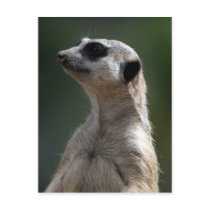 Meerkat Postcard