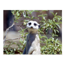 Meerkat Postcard