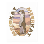 Meerkat Postcard