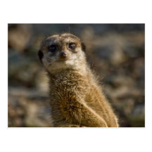 Meerkat Postcard