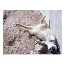 Meerkat Postcard (004)