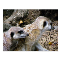 Meerkat Postcards
