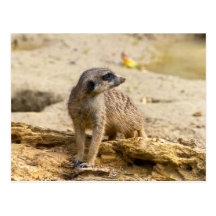 Meerkat Postcards