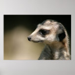 Meerkat Posters