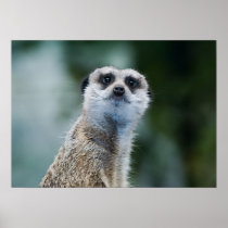 Meerkat Poster
