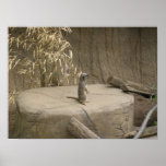 Meerkat Print
