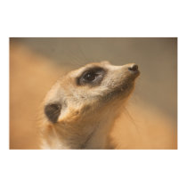 Meerkat posters