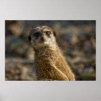 Meerkat Posters