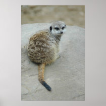 Meerkat Print