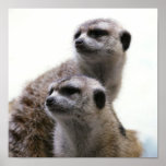 Meerkat Poster Print