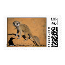 Meerkat pup postage postage