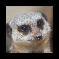 Meerkat magnets