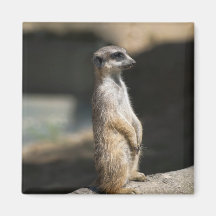 Meerkat Refrigerator Magnet