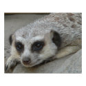 Meerkat Relaxing Poster posters