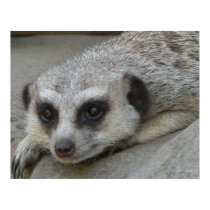 Meerkat Relaxing Poster posters by FNolan Meerkat Relaxing Poster posters