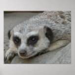Meerkat Relaxing Poster posters