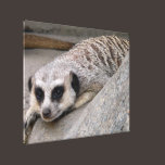 Meerkat Relaxing Stretched Canvas Print canvas prints