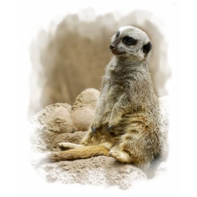 Meerkat Shirt by SuRi_Photography