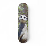 Meerkat Skateboard