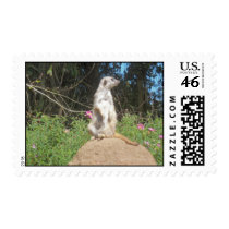 Meerkat stamps
