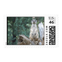 Meerkat Stamps