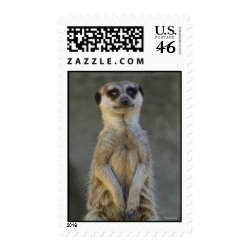 Meerkat Standing Postage stamp