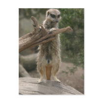 Meerkat Standing Postcard