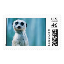 Meerkat Staredown postage