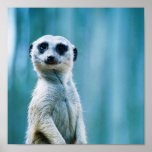 Meerkat Staredown - Poster
