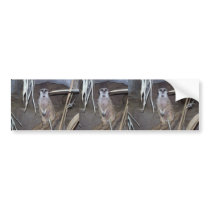 Meerkat Staring bumper stickers