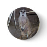 Meerkat Staring Buttons