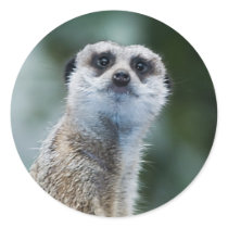 Meerkat Sticker by thehatch Meerkat Sticker