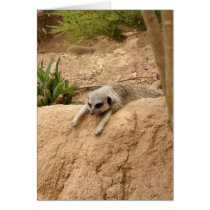 Meerkat to Hot Card